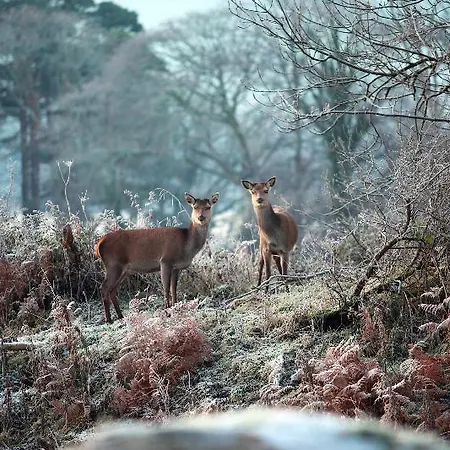Pensjonat Lake Lodge Guesthouse Killarney