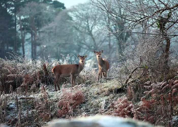 Gæstehus Lake Lodge Guesthouse Killarney